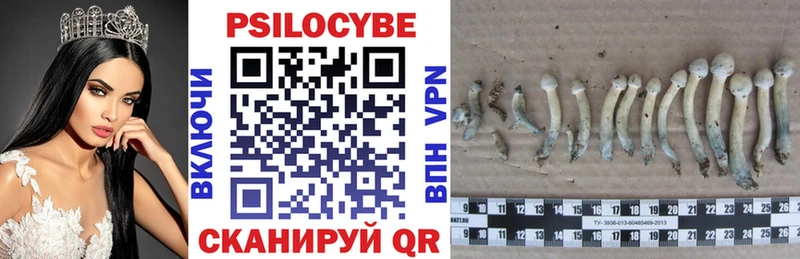 Купить Барыш Псилоцибиновые грибы Cubensis